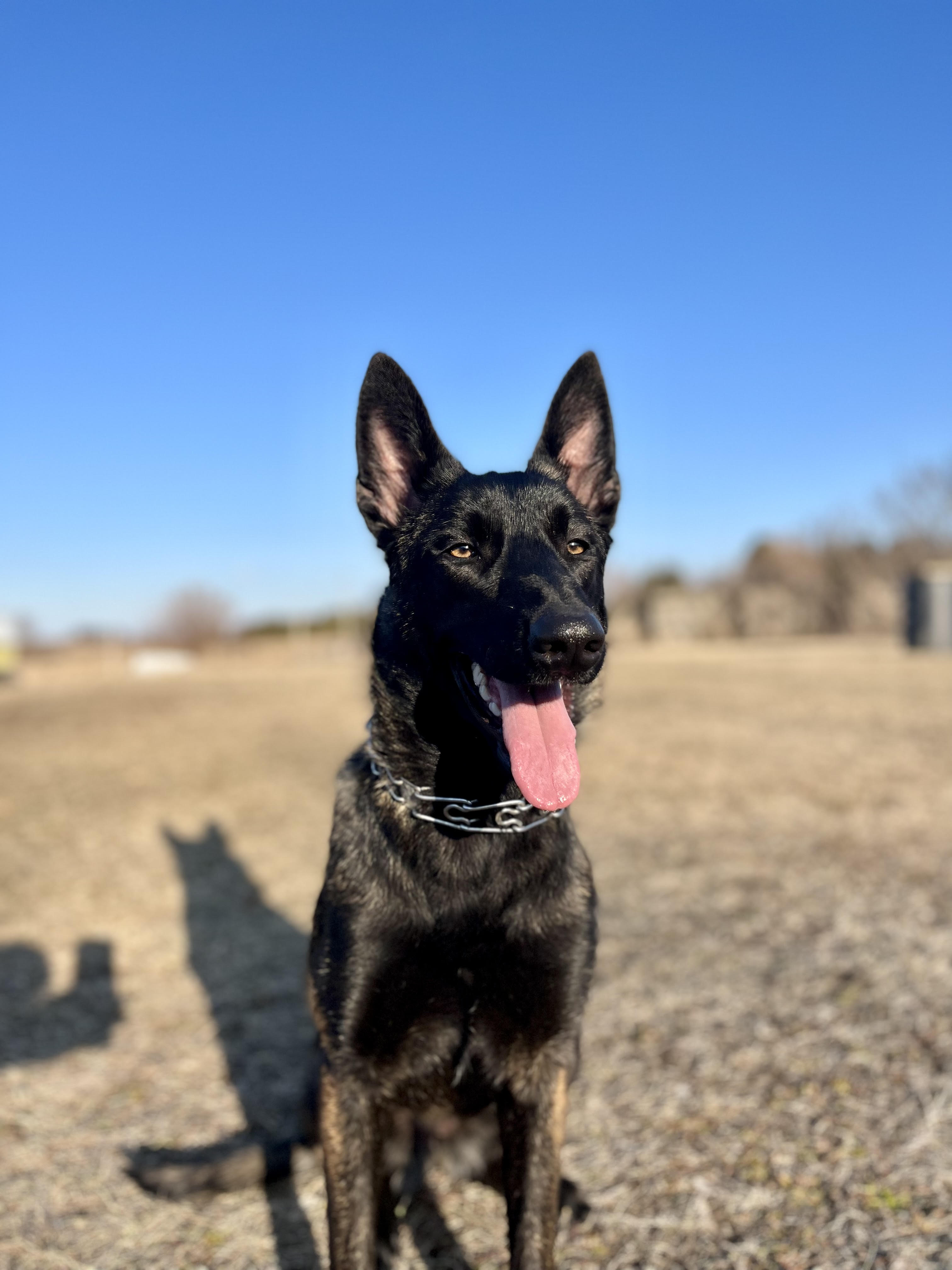 Personal Protection Dogs for Sale Canada